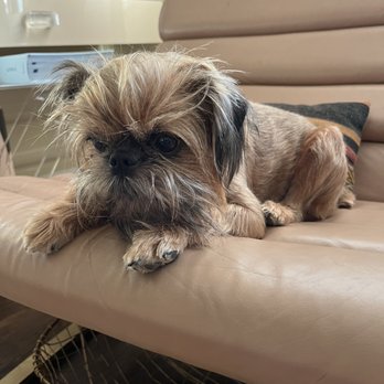 Dogue Spa - Summer ready! - Pet Groomers Near Me - West Hollywood, California Dogue Spa - Summer ready! - Pet Groomers Near Me - West Hollywood, California