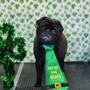 Photo of Doggone Fabulous