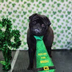 Doggone Fabulous - Groomed dog