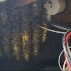 Bee Rescue Foundation Of Florida Live Bee Removal