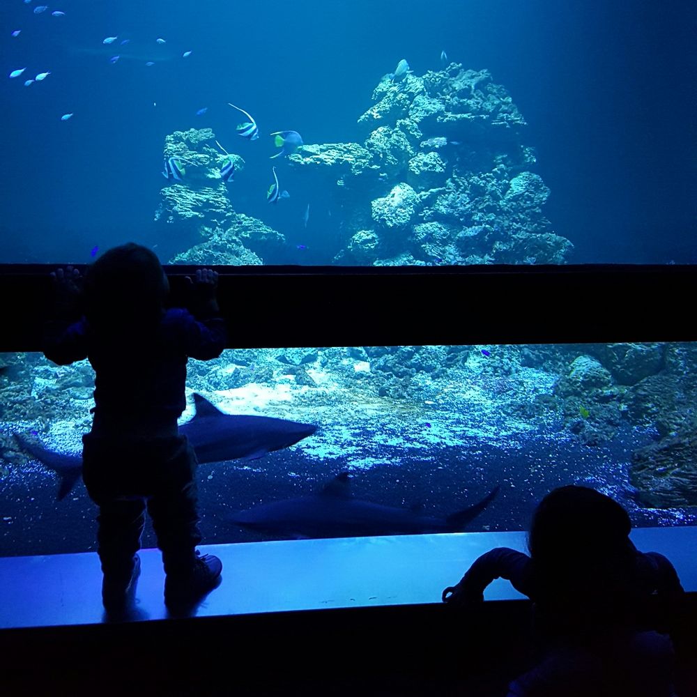 Fjärilshuset Haga ocean - Shark tank. - Zoos Near Me - Solna, Alberta