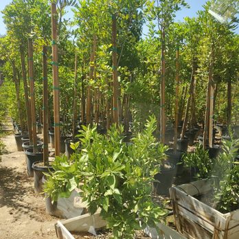 DICE Growers - Love this spot, amazing plant variety. They all look healthy and lush - Nurseries & Gardening Near Me - Temecula, California