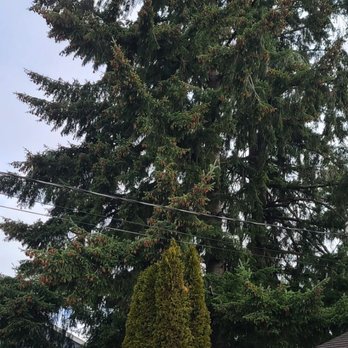 Better View Tree Service - Before - Tree Services Near Me