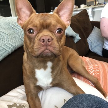 Adirondack Veterinary Service - Here's the sweet boy recovering. - Veterinarians Near Me - Rome, New York Adirondack Veterinary Service - Here's the sweet boy recovering. - Veterinarians Near Me - Rome, New York