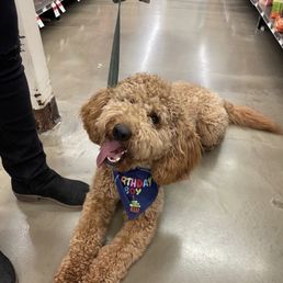 My dog who was showing off his "lay down" skills to the staff who gave him treats.
