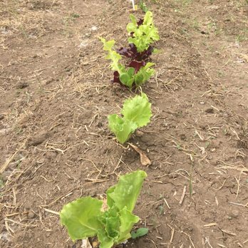 Gladstone Community Garden - Lettuce starts - Community Gardens Near Me - Gladstone, Oregon Gladstone Community Garden - Lettuce starts - Community Gardens Near Me - Gladstone, Oregon