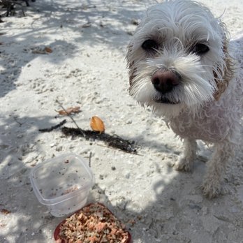 Dog Beach Park - Dog Parks Near Me - Fort Myers, Florida Dog Beach Park - Dog Parks Near Me - Fort Myers, Florida