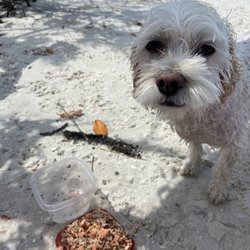 Dog Beach Park