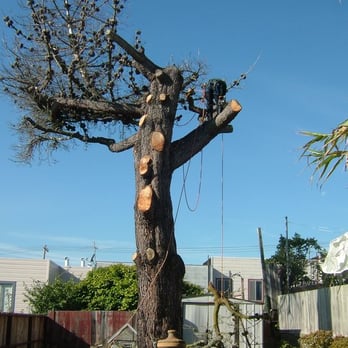 Cabrera Tree Care - Lowering a branch to the ground - Tree Services Near Me