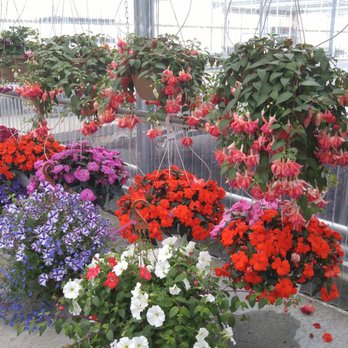 Amsterdam Garden Centre - Beautiful hanging baskets of fuschias - Nurseries & Gardening Near Me - Pitt Meadows, British Columbia