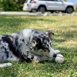 La Roulotte du Coin - Le chien du propriétaire, adorable !