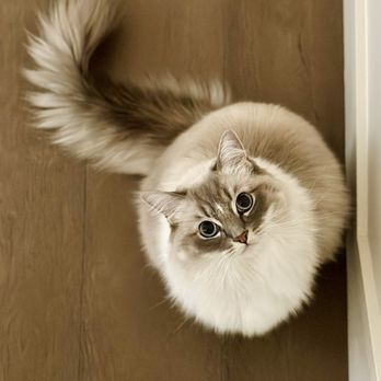 VegasRagdolls - Pet Breeders Near Me VegasRagdolls - Pet Breeders Near Me
