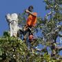 Photo of Tyler’s Tree Trimming