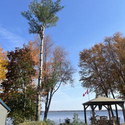 Juneau Tree Services - Pine removal mid-climb