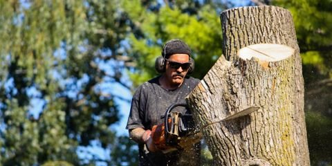 Sherwood's Tree Service - tree service in Honolulu, HI