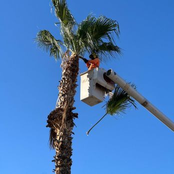 Jose Knows Trees - Jose Knows Trees' expert palm tree trimming and removal services in East Valley, AZ. - Tree Services Near Me - Chandler, Arizona Jose Knows Trees - Jose Knows Trees' expert palm tree trimming and removal services in East Valley, AZ. - Tree Services Near Me - Chandler, Arizona