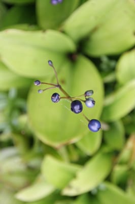 Memorial University Botanical Garden by null