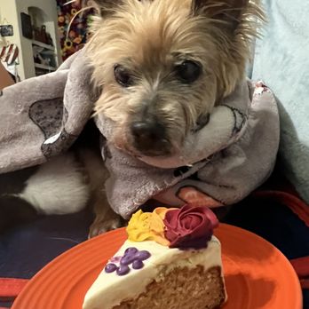 Three Dog Bakery - Rice Village - Cake slice - Pet Stores Near Me - Houston, Texas Three Dog Bakery - Rice Village - Cake slice - Pet Stores Near Me - Houston, Texas