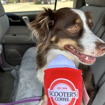 Scooter's Coffee - Cocoa at her first National Dog Day at Scooter's Coffee in Bridgeport in 2024. - Coffee & Tea Near Me - Bridgeport, Texas Scooter's Coffee - Cocoa at her first National Dog Day at Scooter's Coffee in Bridgeport in 2024. - Coffee & Tea Near Me - Bridgeport, Texas