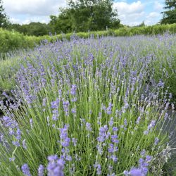 Avalon lavender farm - Lavender