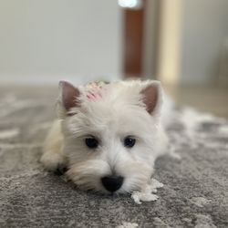 Dawn's Pet Palace Gift Greeting Cards Email, Text or Print