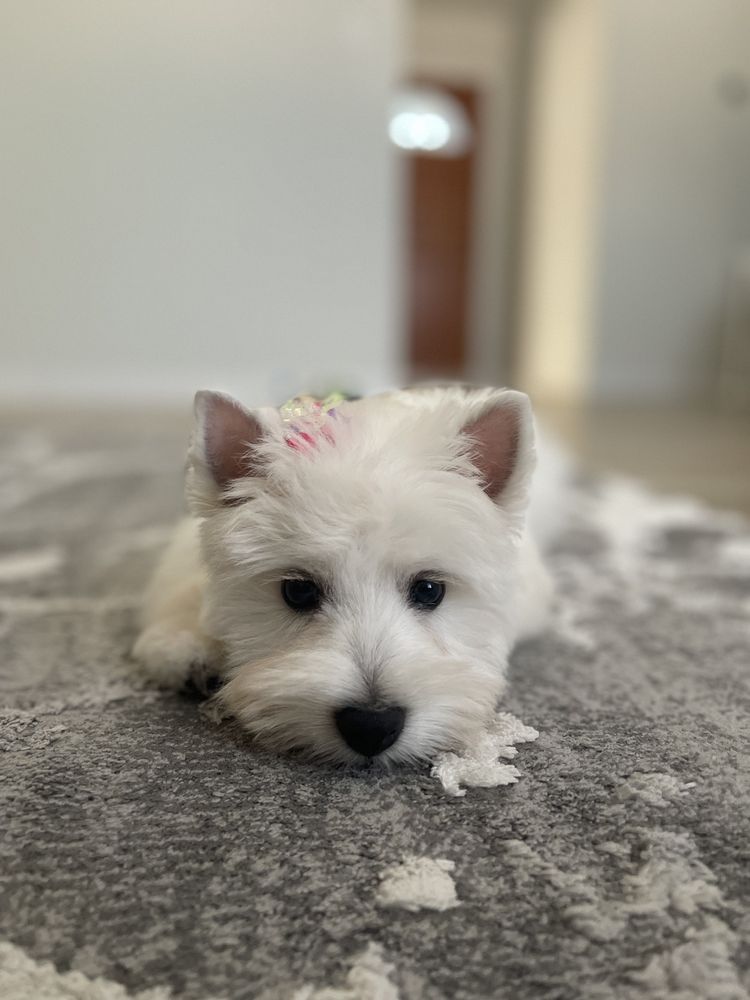 DAWN’S PET PALACE Updated October 2024 500 Photos & 235 Reviews