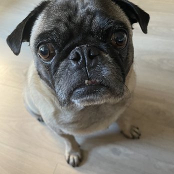 Karma Dog Training - Pet Training Near Me Karma Dog Training - Pet Training Near Me