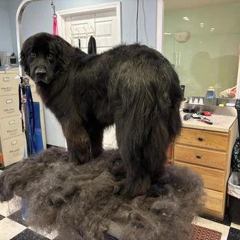 Bark Avenue Canine Design - Shedding season is.... always. Let us know if you'd like to book a deshed for your dog. - Pet Groomers Near Me - Manhattan, Kansas Bark Avenue Canine Design - Shedding season is.... always. Let us know if you'd like to book a deshed for your dog. - Pet Groomers Near Me - Manhattan, Kansas