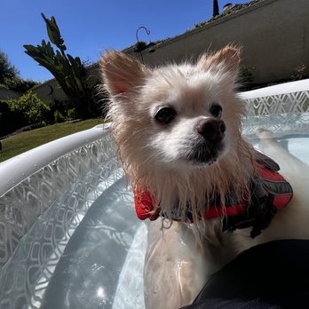 ALDI - My floof and I cooling off. - Grocery Near Me - Lake Forest, California ALDI - My floof and I cooling off. - Grocery Near Me - Lake Forest, California