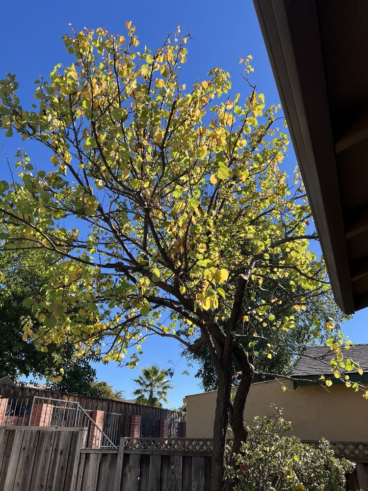Appletree Services - tree service in San Jose, CA