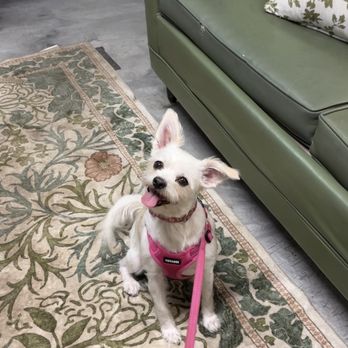 Comfy Home - Pet Boarding Near Me - Anaheim, California