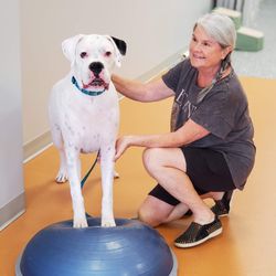 Village Vet