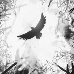 Gyro Bar - Black Crow protector and guardian