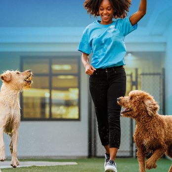 Pet Paradise Tallahassee - Pet Training Near Me - Tallahassee, Florida Pet Paradise Tallahassee - Pet Training Near Me - Tallahassee, Florida