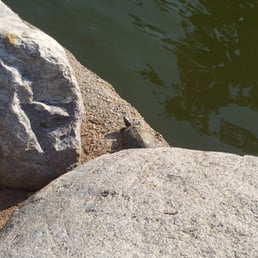 Turtle! Turtle!