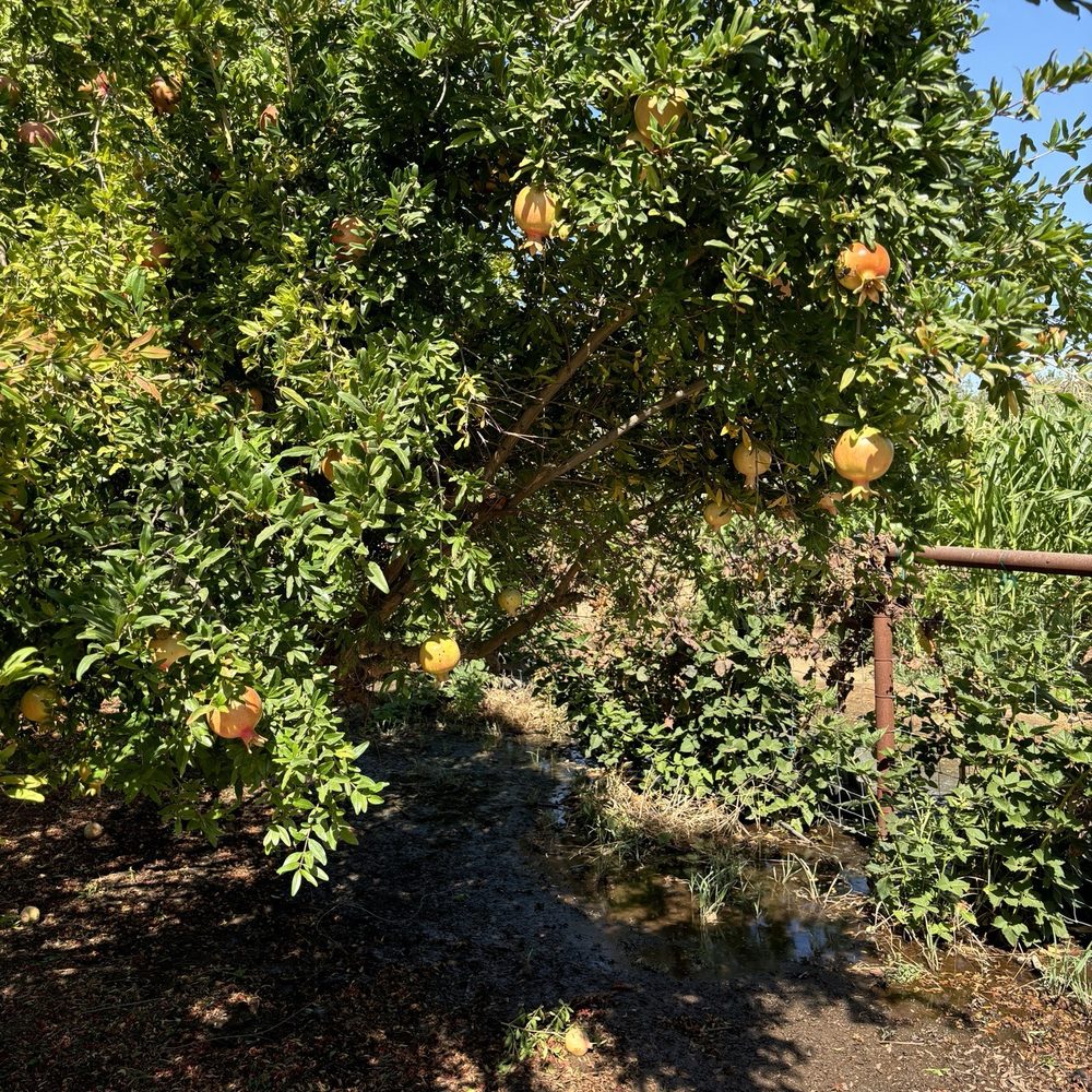 Cherry Hill Winery - Come see! If you are from MO, it isn't familiar. It isn't an apple tree! - Wineries Near Me - Rickreall, Oregon Cherry Hill Winery - Come see! If you are from MO, it isn't familiar. It isn't an apple tree! - Wineries Near Me - Rickreall, Oregon