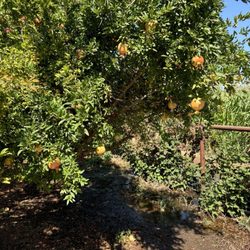 Cherry Hill Winery - Come see!   If you are from MO, it isn't familiar.  It isn't an apple tree!