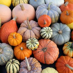 Cornelius Nursery - Pumpkins are arriving now!