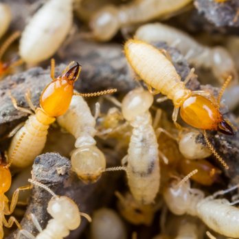 The Bug's End - Pest Control Near Me - Longview, Texas The Bug's End - Pest Control Near Me - Longview, Texas