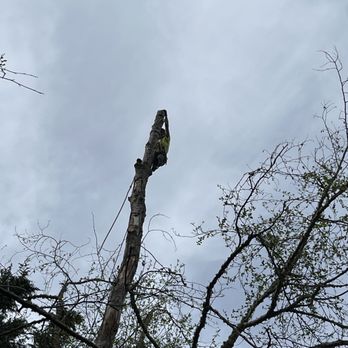 Washington Tree Services - Climber removing last dead top out of alder - Tree Services Near Me - Bothell, Washington Washington Tree Services - Climber removing last dead top out of alder - Tree Services Near Me - Bothell, Washington