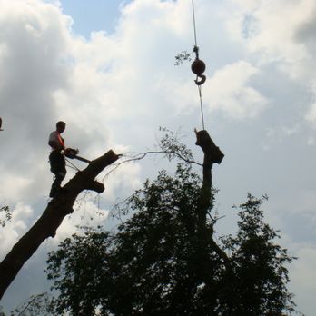 USA Tree Service - a man cutting a tree with a chainsaw - Tree Services Near Me - Weeki Wachee, Florida
