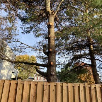 Lopez Tree Services - Tree Services Near Me - Alexandria, Virginia