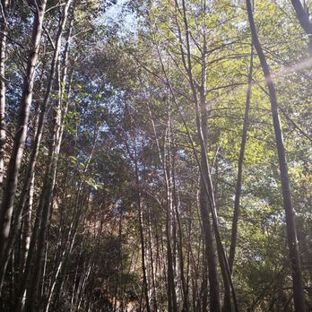 El Prieto Trail - Trees that are tall and thin - Hiking Near Me - Pasadena, California