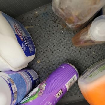 Oakview Cemetery - Dead Sewer flies inside a bin holding cleaning supplies - Funeral Services & Cemeteries Near Me - Royal Oak, Michigan Oakview Cemetery - Dead Sewer flies inside a bin holding cleaning supplies - Funeral Services & Cemeteries Near Me - Royal Oak, Michigan