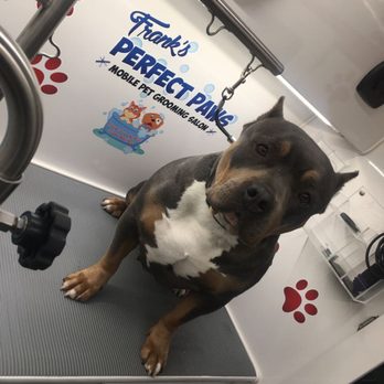 Frank's Perfect Paws - Pet Groomers Near Me