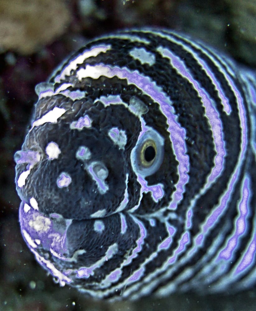 SCUBA LUV MAUI 36 Photos & 24 Reviews Scuba Diving 2960 S Kihei