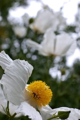 Presidio Park by null
