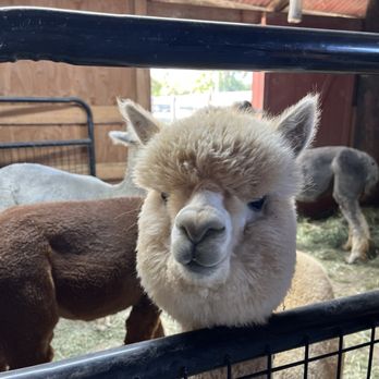 Ogden Alpaca farm - Benny is my favorite alpaca, - Food Tours Near Me Ogden Alpaca farm - Benny is my favorite alpaca, - Food Tours Near Me
