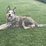 Photo of The Sophisticated Dog, LLC