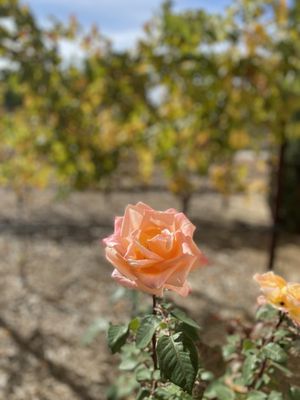 Ponte Vineyard Inn by null